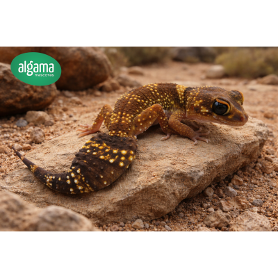 Gecko de cola gruesa o ladrido - Underwoodisaurus Milii Gecko de cola gruesa o ladrido - Underwoodisaurus Milii